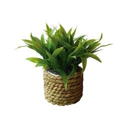 [I-19857] PLANTA C/POTE 17CM
